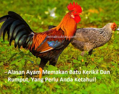 Dopet tipis bukan alasan, ayam harus tetap makan... ... - raincitystudios.com