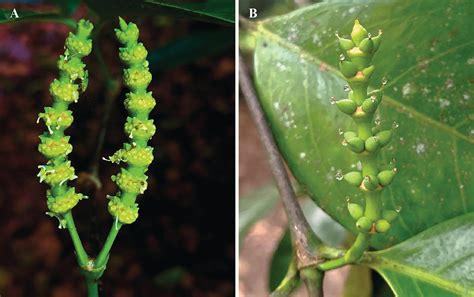 Double fertilization in Gnetum gnemon (Gnetaceae): its bearing on the ... - raincitystudios.com