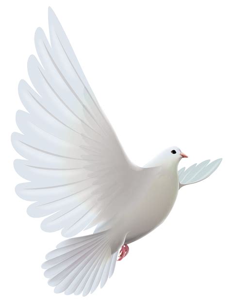 DOVE PNG