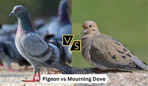 DOVE v. DOVE (2009) FindLaw