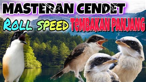 download masteran cendet roll tembak mp3 - elchoricharrua.com