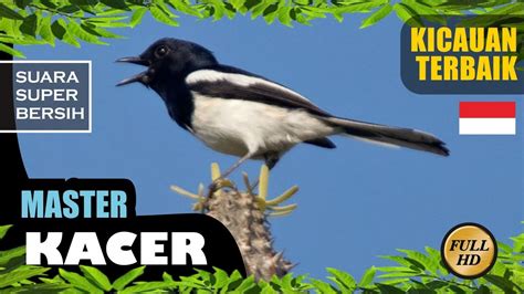 download masteran kacer mp3 - elchoricharrua.com