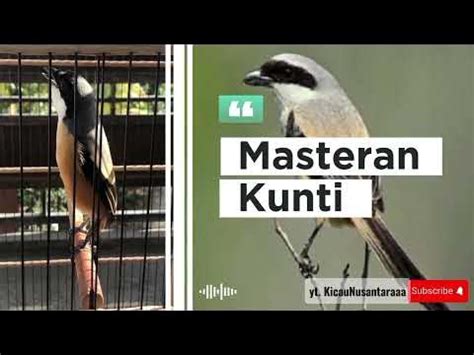 download masteran kunti - elchoricharrua.com