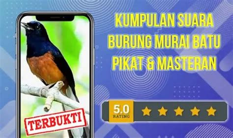 download masteran murai batu - elchoricharrua.com