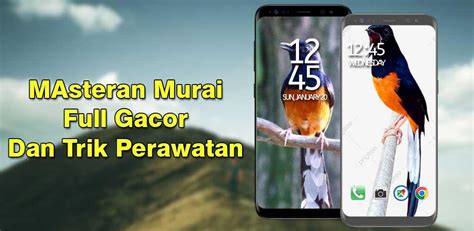 download masteran murai - elchoricharrua.com