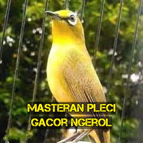 download masteran pleci - elchoricharrua.com