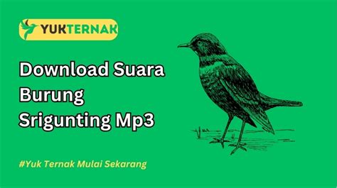 download mp3 burung - elchoricharrua.com