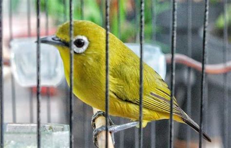 download mp3 pleci betina - elchoricharrua.com