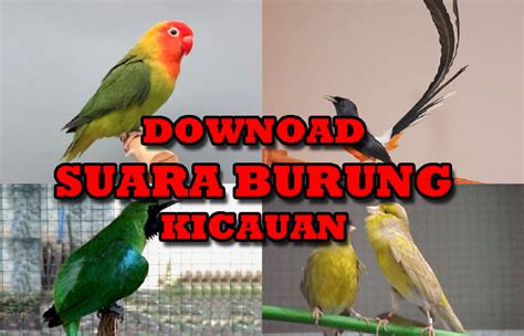 download mp3 suara terapi burung kecil - elchoricharrua.com