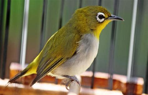 download mp3 terapi pleci durasi panjang - elchoricharrua.com