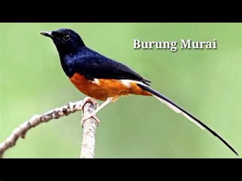 download murai batu pikat mp3 - elchoricharrua.com