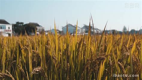 download ngentot barat - elchoricharrua.com