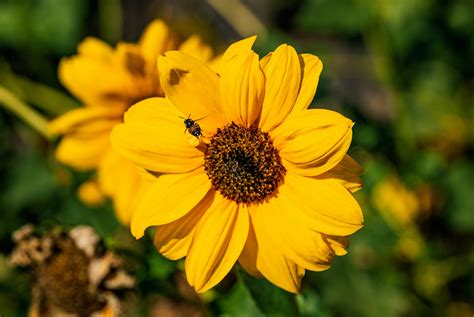 download per - elchoricharrua.com