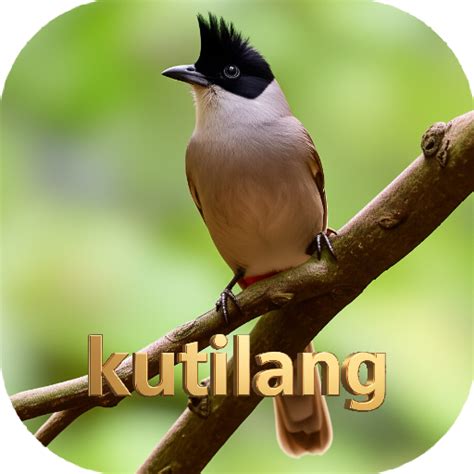 download pikat kutilang - elchoricharrua.com