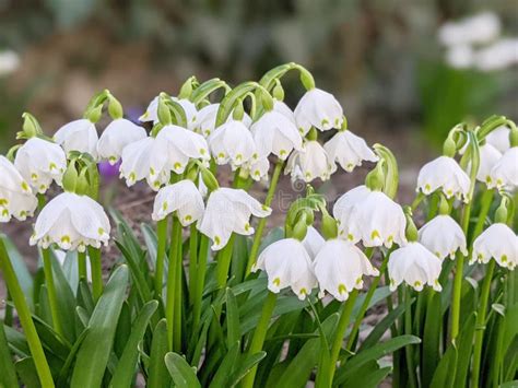 download snow drop - elchoricharrua.com