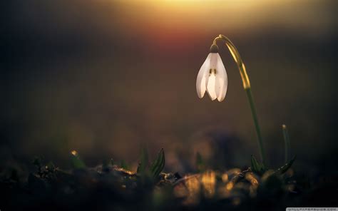 download snowdrop - elchoricharrua.com