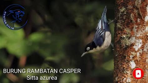 download suara burung rambatan pikat mp3 - elchoricharrua.com