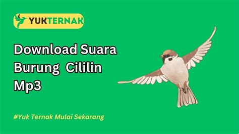 download suara cililin - elchoricharrua.com