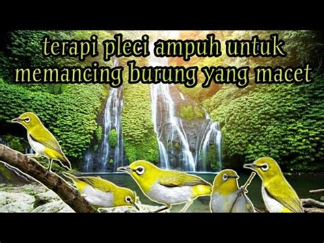 download suara pleci terapi air mp3 - elchoricharrua.com