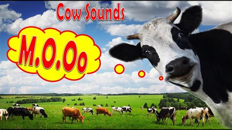 download suara sapi - elchoricharrua.com