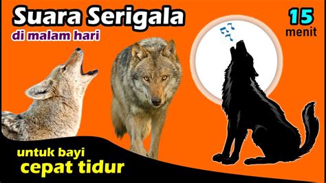 download suara serigala - elchoricharrua.com