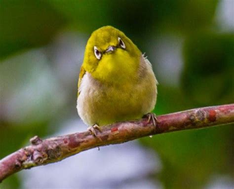 download suara terapi air burung pleci mp3 - elchoricharrua.com