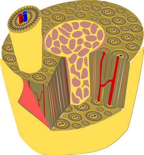download to the bone - elchoricharrua.com