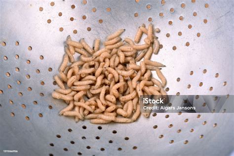 download video belatung - elchoricharrua.com