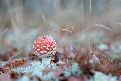 download video penari bugil - elchoricharrua.com
