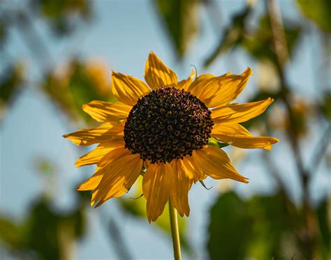 download video pornpros - elchoricharrua.com