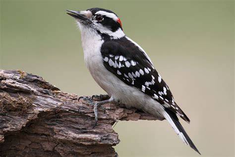 Downy woodpecker - raincitystudios.com