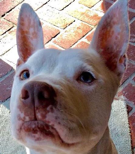 DR Doghouse Pitbull Rescue Los Angeles CA - doghouse-bully-crew