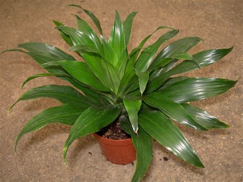 dracaena compacta - elchoricharrua.com