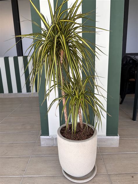dracena golden - elchoricharrua.com