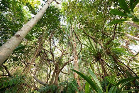 Draft Conservation Advice for the Lowland tropical rainforest of the ... - raincitystudios.com