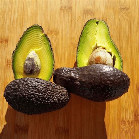 Dragon Fruit Avocado Lamb Hass - Persea Americana Pianta Da … - raincitystudios.com