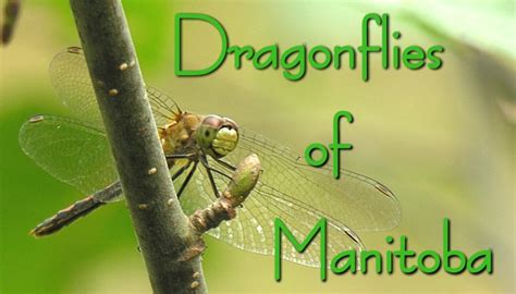 Dragonflies of Manitoba - Nature North - muktibox.com