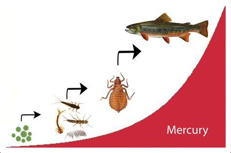 Dragonfly Food Chain Impact - muktibox.com