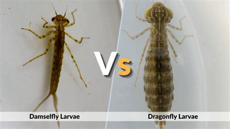 Dragonfly Larvae - Learn About Nature - muktibox.com
