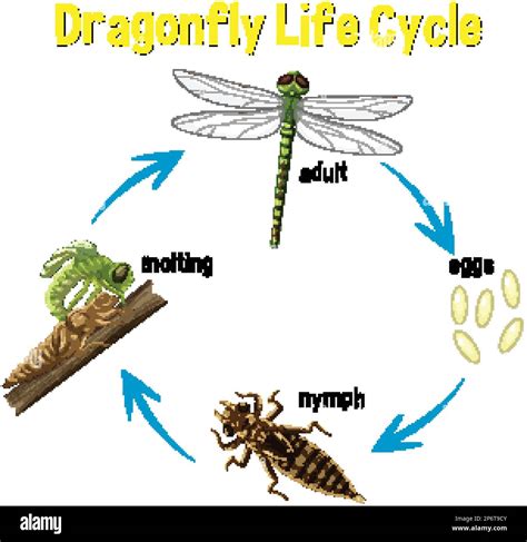Dragonfly Life Cycle - Introduction - ThoughtCo - muktibox.com