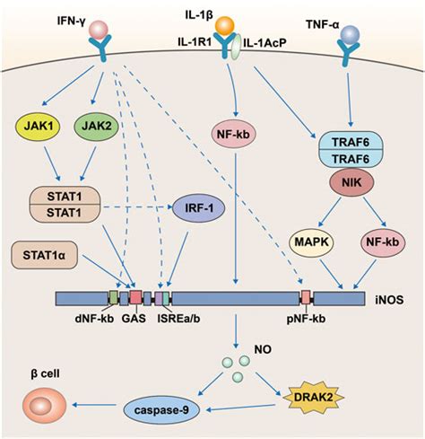 DRAK2 puts the brakes on T-cell responses - Nature