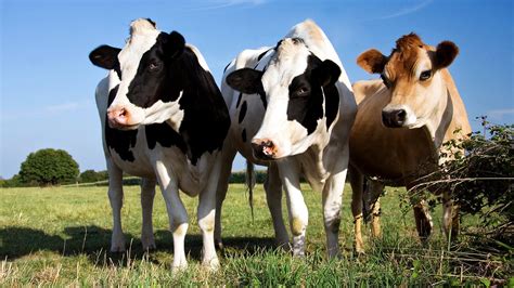 DREFACH FARMS LIMITED - Raising of dairy cattle - A business …