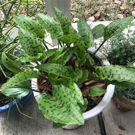 drimiopsis maculata - elchoricharrua.com