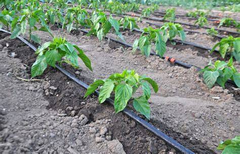 Drip Irrigation for Peppers - Irritec Corporate - raincitystudios.com