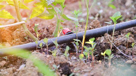 Drip Irrigation using a clay pot | measuredirrigation - raincitystudios.com