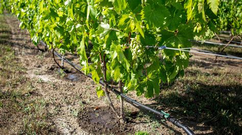 Drip vs Overhead Irrigation | Hunter Agricultural Irrigation - raincitystudios.com