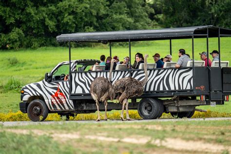 Drive-Through Safari & Adventure Park | Lion Country Safari - muktibox.com