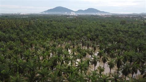 Drone footage of flood inundation in oil palm plantation - wintechmobiles.com