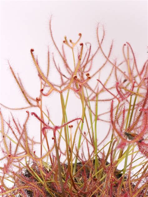 drosera binata multifida - elchoricharrua.com