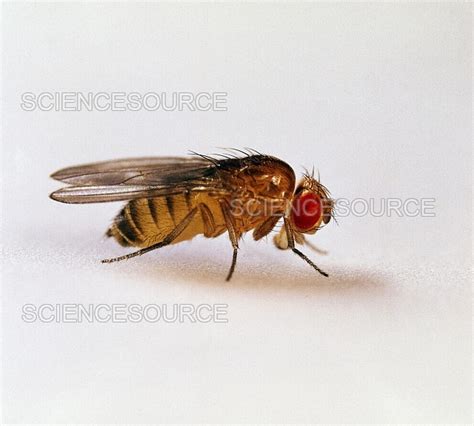 drosophila sp - elchoricharrua.com